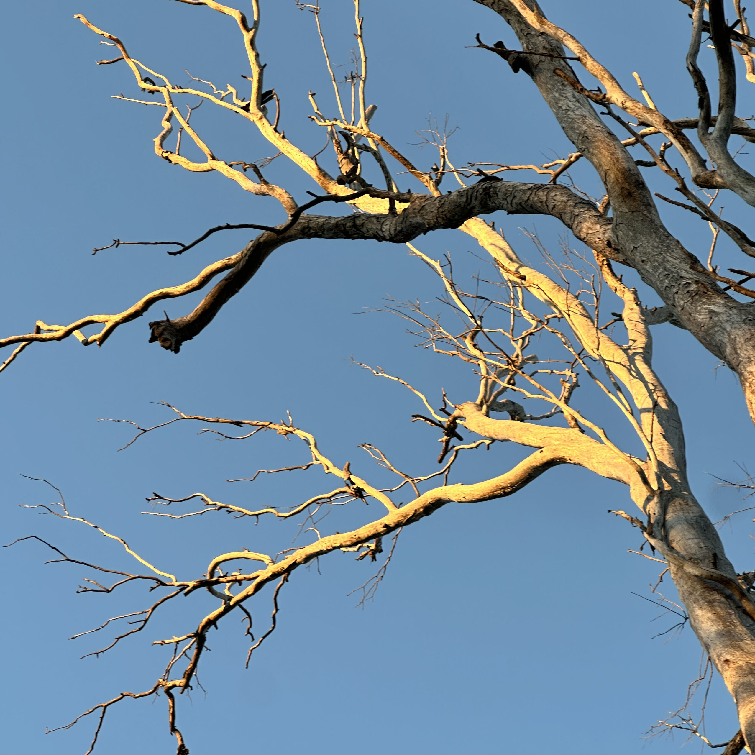 Early morning light shining on tree branches