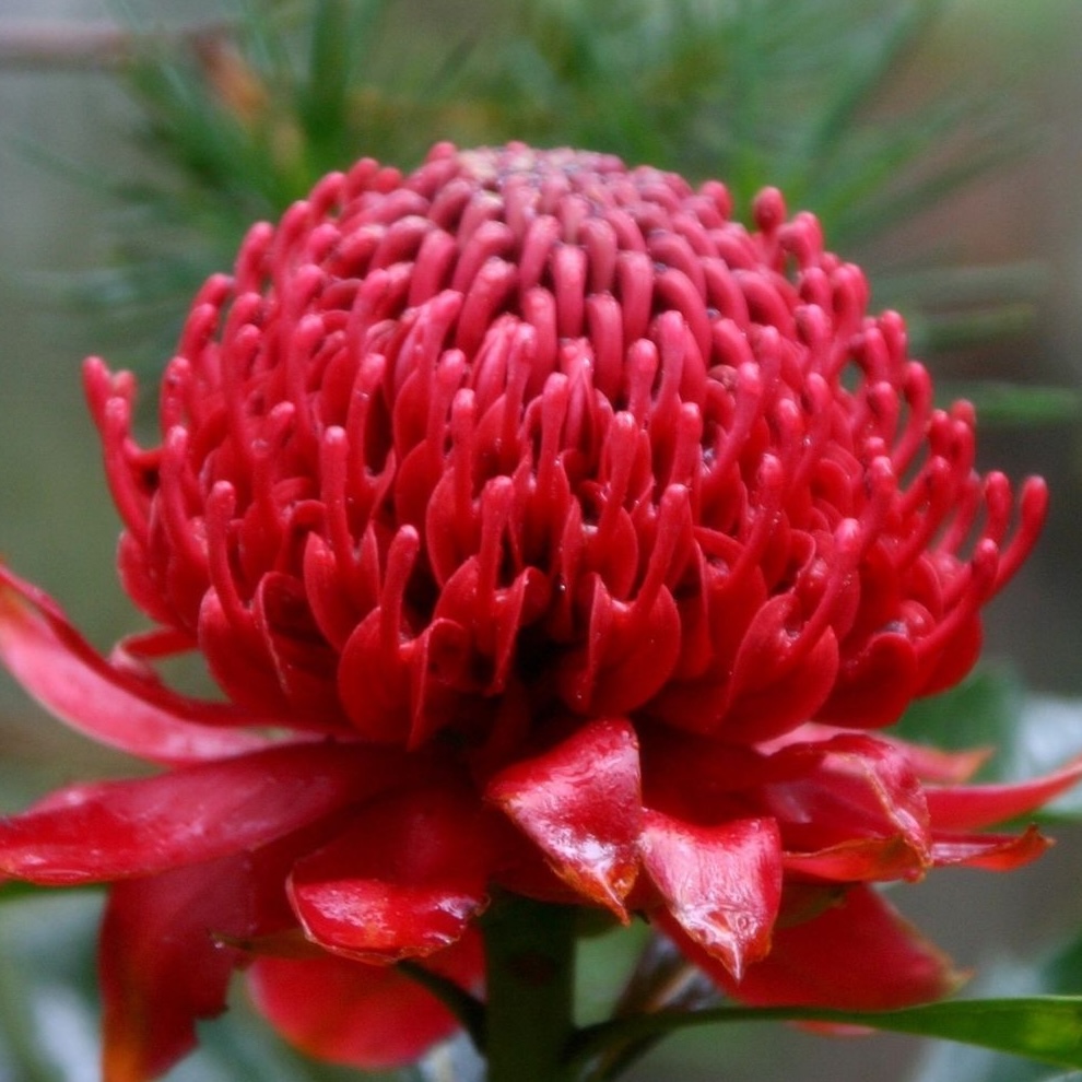 Photo of a waratah